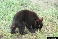 1566385