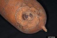 1572904