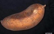 1572918