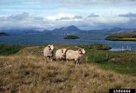 1586444