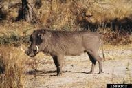 1589302