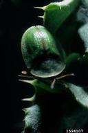 1594107