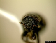 2120099
