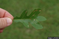 2125083