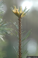2133069