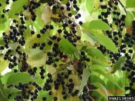 2138085