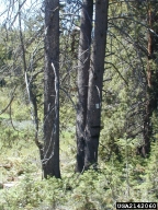 2142060