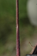 2152028