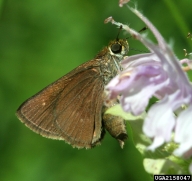2158047