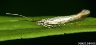 2158062