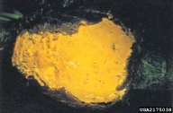 2175038