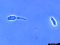 2176054