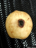 2178034