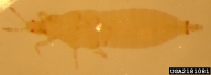 2181081
