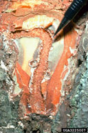 3225007