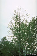 4212001