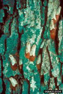 4212036