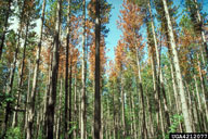4212077
