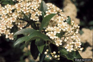 4322028
