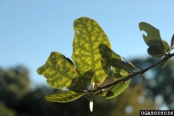 5005036