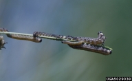 5029038