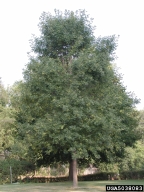 5038083