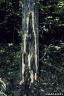 5049051