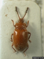 5067036