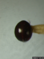 5073018
