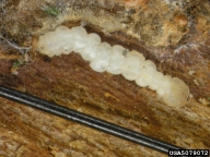 5079072