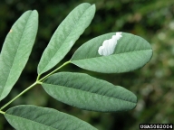 5082004