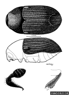 5082038