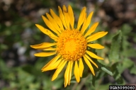 5095060