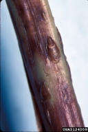 5124009