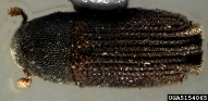 5154065