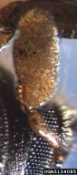 5154085