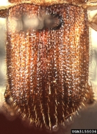 5155036