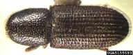 5155093
