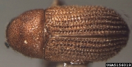 5156019