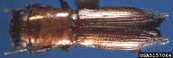 5157064