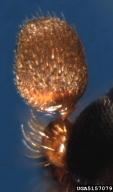 5157079