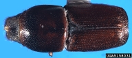 5158031