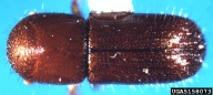 5158073