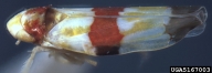 5167003