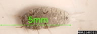 5168051
