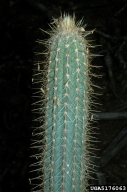 5176063