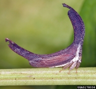 5178036