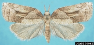 5190063