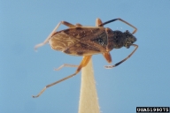 5199075