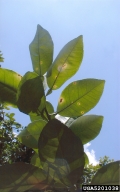 5201038